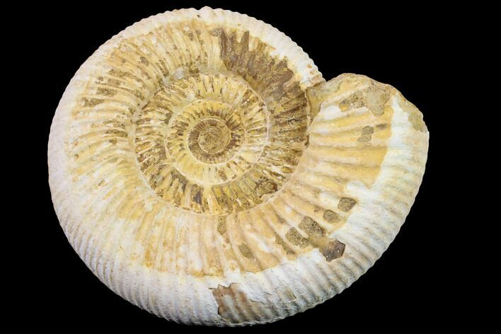 Jurassic Ammonite (Perisphinctes) Fossil - Madagascar #152793